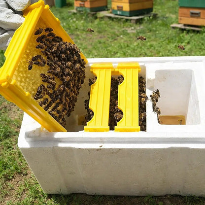 Beehive Mating Box for Queen Breeding made of Insulating Foam