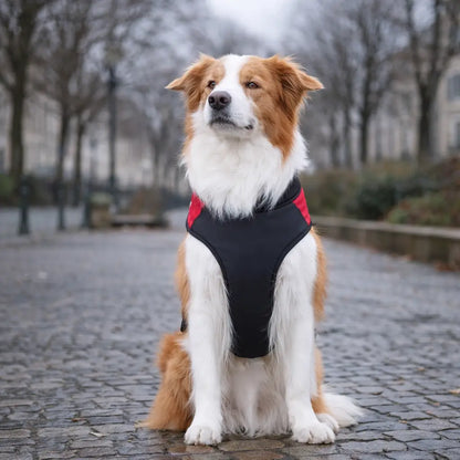 Warm dog winter coat waterproof with D-ring for all sizes