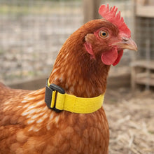 Noise-reducing poultry | Adjustable nylon collar
