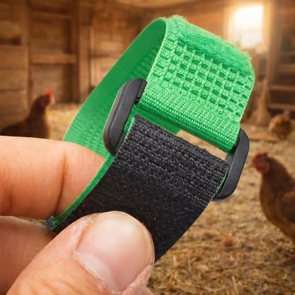 Noise-reducing poultry | Adjustable nylon collar