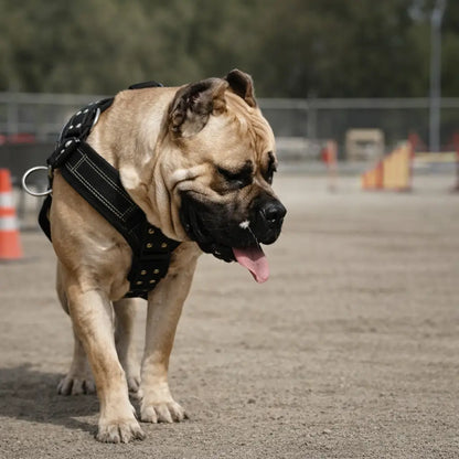Dog harness for large dogs | Durable & fully adjustable