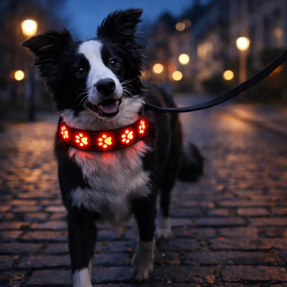 LED dog collar for visibility at night and in darkness