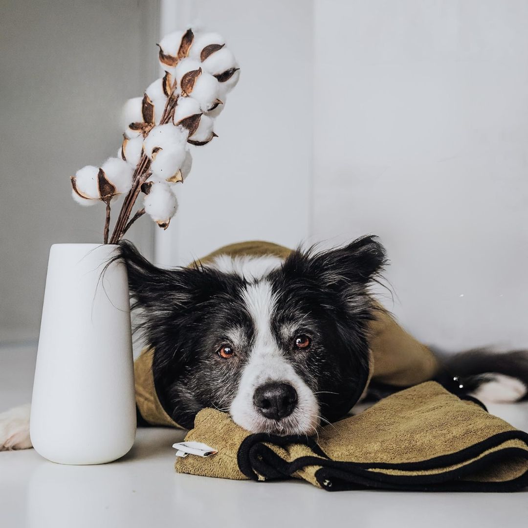 TrockenBuddy – Der super saugfähige Hunde-Bademantel aus Frottee-Baumwolle