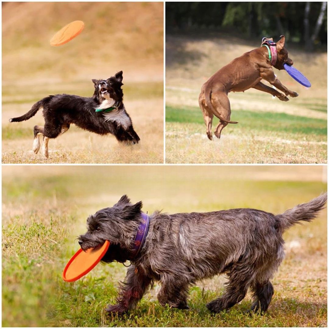 FlyChampion – Die robuste Hunde-Frisbee für Action, Spiel & Training