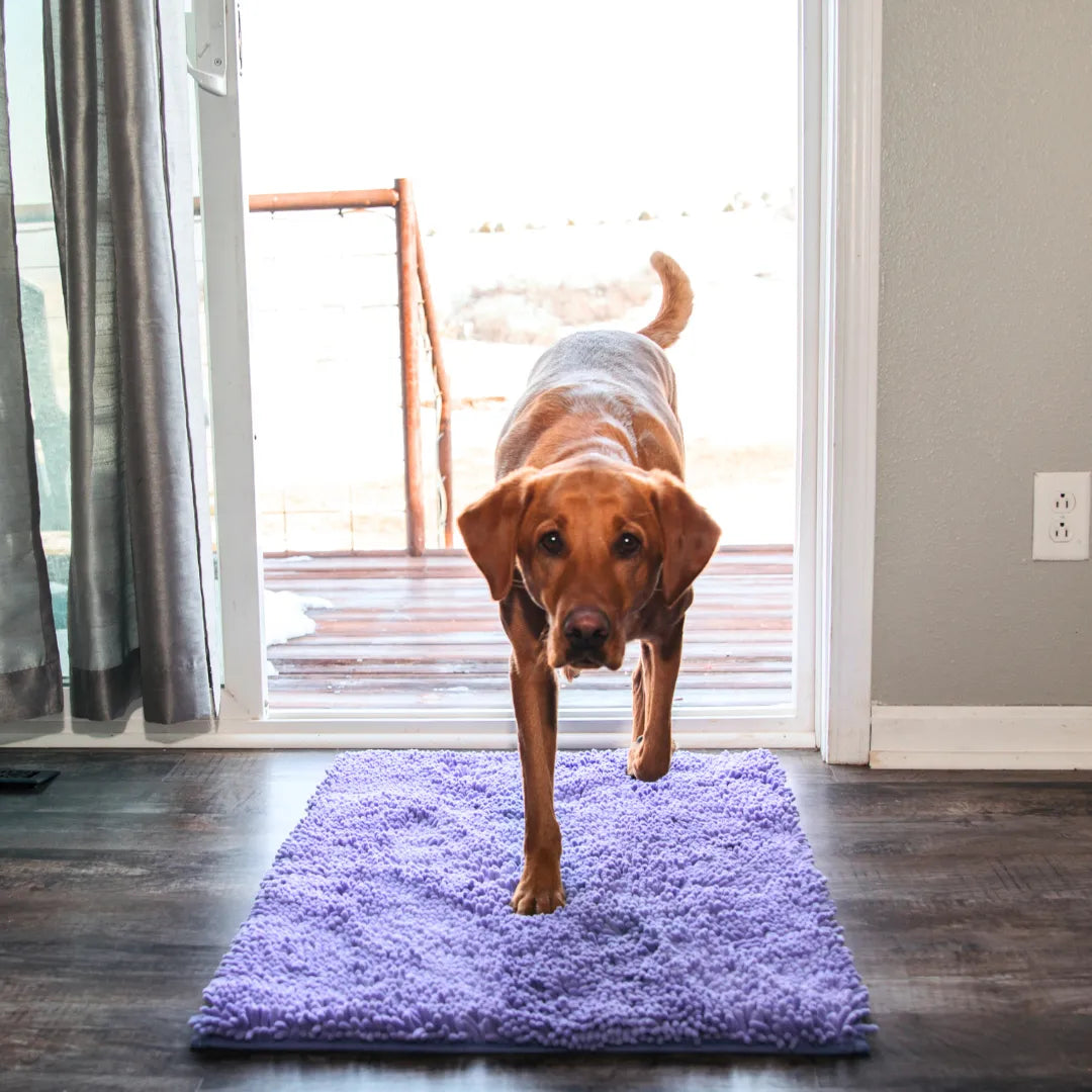 HomePaws – Sauberkeit für dein Zuhause mit jeder Pfote