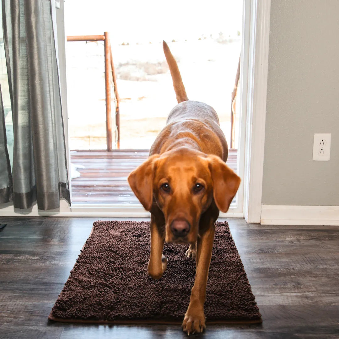 HomePaws – Sauberkeit für dein Zuhause mit jeder Pfote