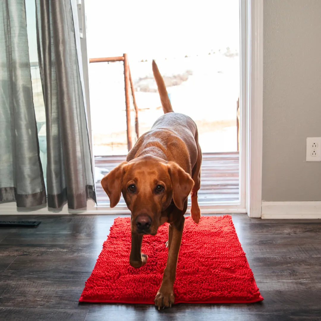 HomePaws – Sauberkeit für dein Zuhause mit jeder Pfote