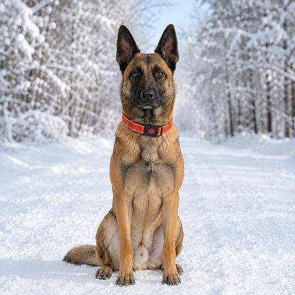 Reflektierendes Hundehalsband | Verstellbar mit Klickverschluss