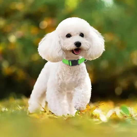 SicherLeucht – Reflektierendes, Hundehalsband aus Nylon für Spaziergänge bei Tag & Nacht