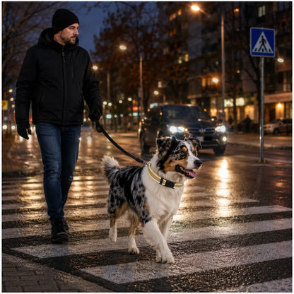 Reflektierendes Hundehalsband | Gepolstert, Verstellbar & Robust