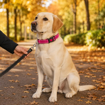 Reflektierendes Hundehalsband | Verstellbar mit Klickverschluss