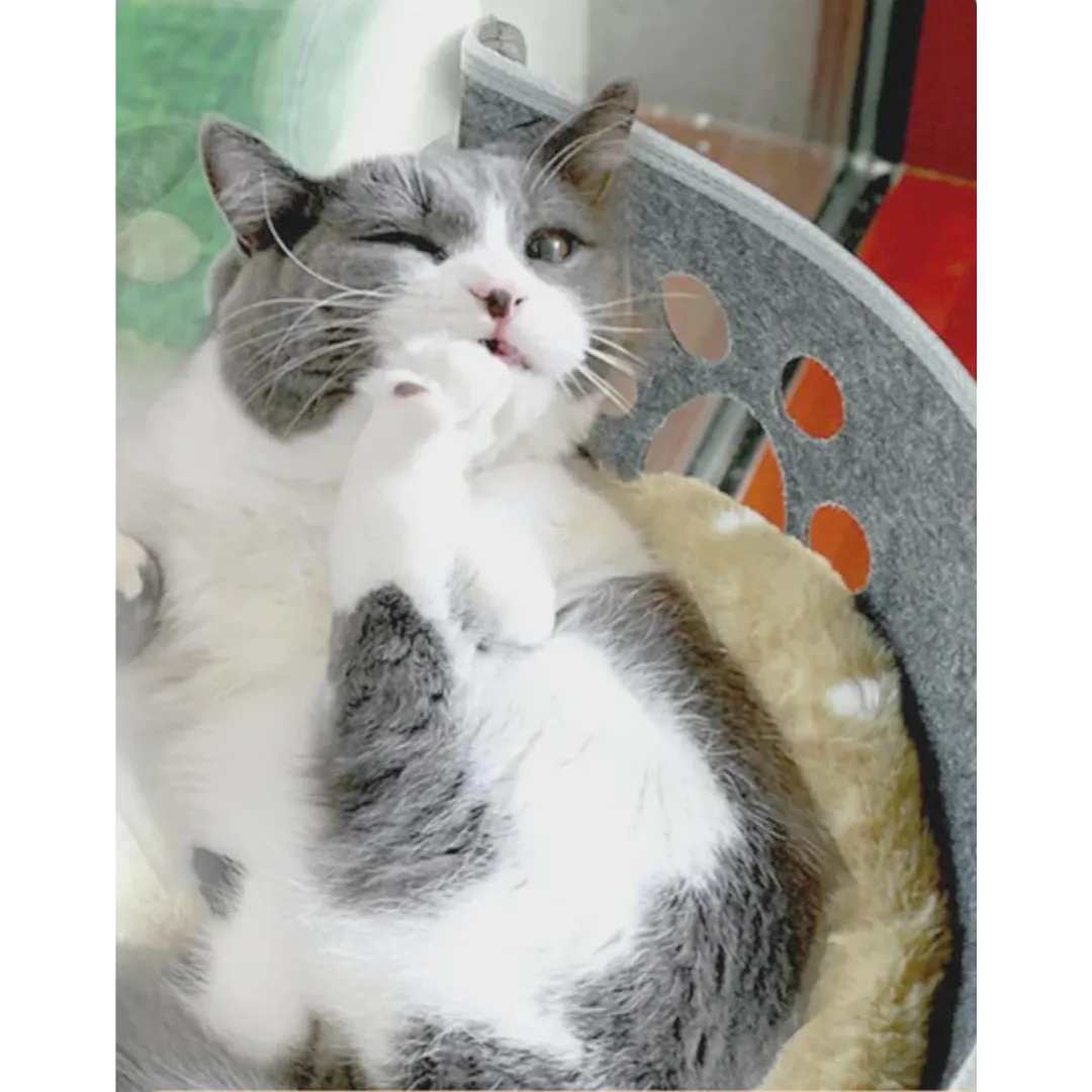 Fenster Hängematte für Katzen | Stabil & platzsparend