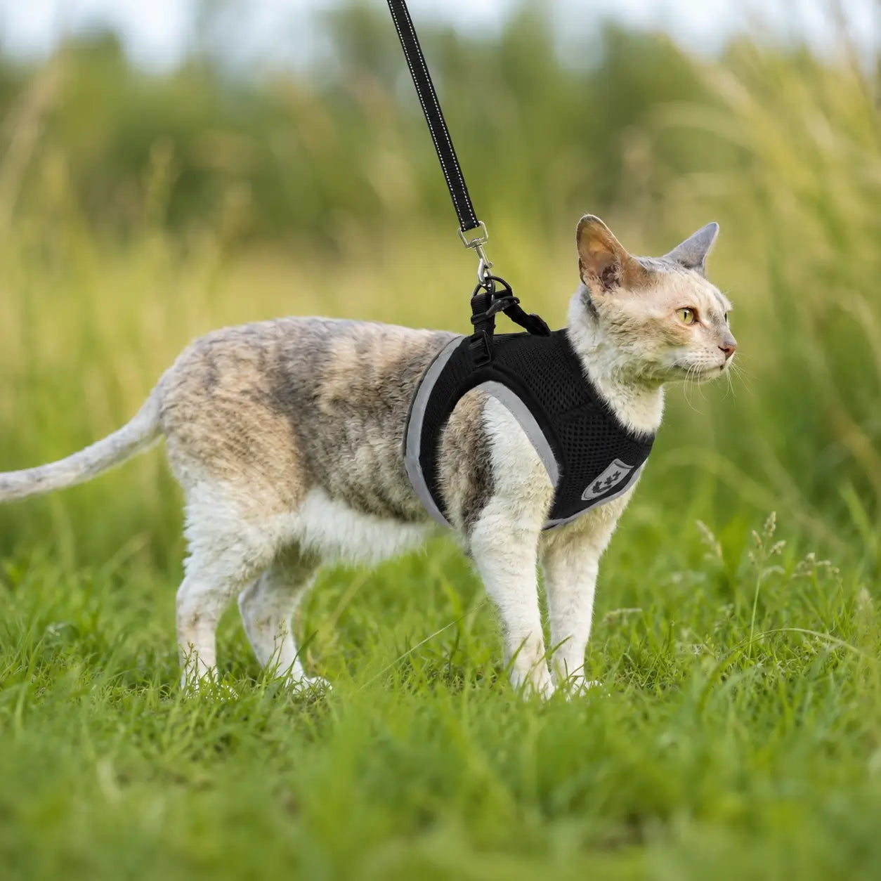 Katzengeschirr