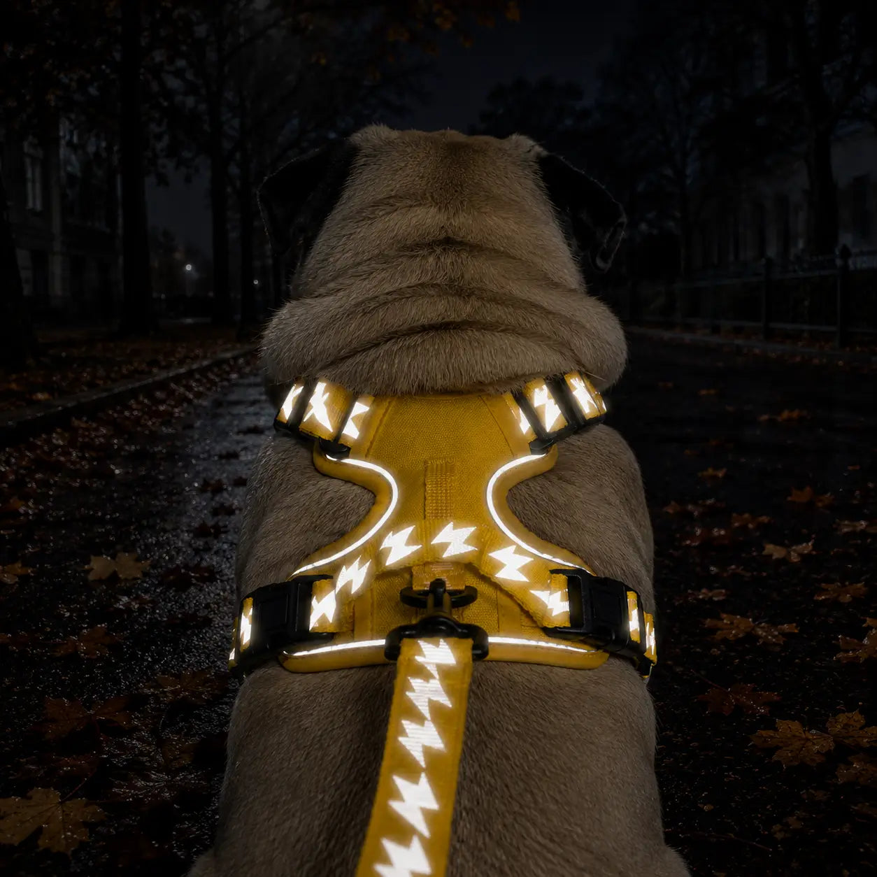 Auto Sicherheitsset für Hunde Lifestyle-Bild 