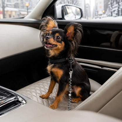 Auto Sicherheitsset für Hunde Lifestyle-Bild 
