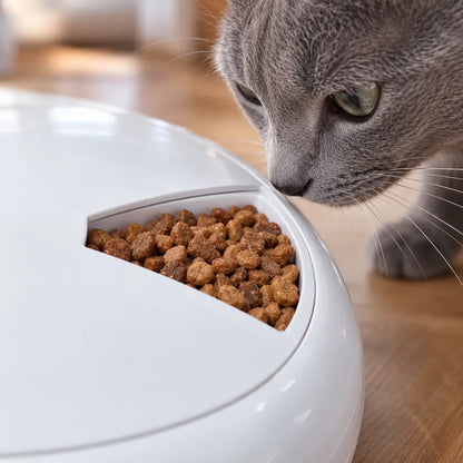 Automatischer Futterautomat Katze Lifestyle-Bild