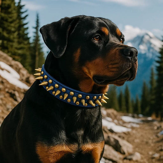 Leder Hundehalsband mit Nieten & Stacheln | stilvoll & robust