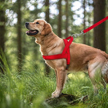 Dog Harness | Trekking-Free & Comfortable in Everyday Life
