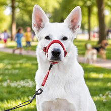 Harnais anti-traction pour chien | Réglable pour les promenades