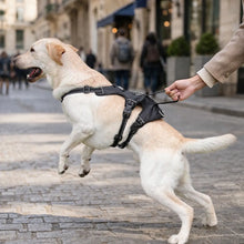 Harnais anti-évasion pour chien | Harnais de sécurité réglable & rembourré