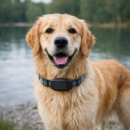 Collier d'entraînement pour chien | Son, vibration & impulsion | 800m