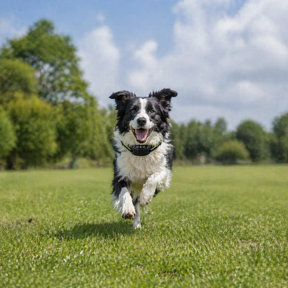 Collier anti-aboiement pour chiens sans électricité avec vibration