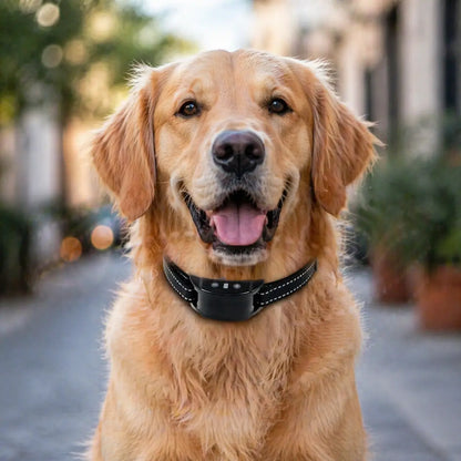 Collier anti-aboiement pour chiens sans électricité avec vibration