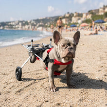 Dog Care Wheelchair | Adjustable Cart for More Mobility