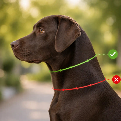 Anti-Pull Dog Collar | Gentle Control & Training
