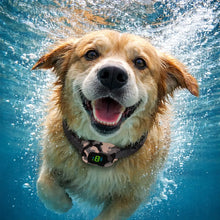 Automatic Anti-Barking Dog Collar | Waterproof