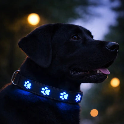 LED dog collar for visibility at night and in darkness