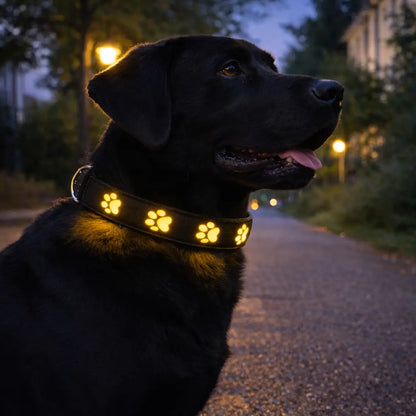 LED dog collar for visibility at night and in darkness
