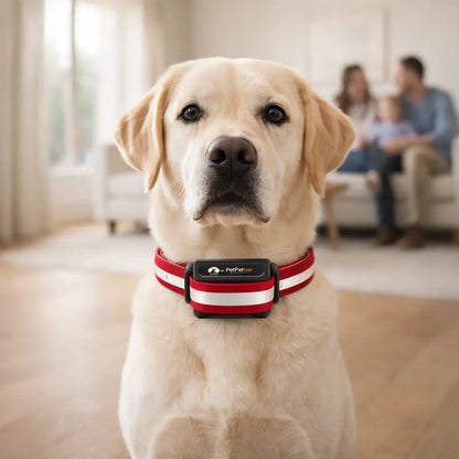 Dog Collar | Training & Anti-Bark Training with Vibration & Sound
