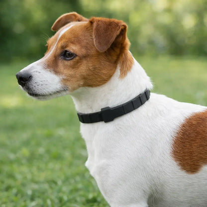 Collier anti-tiques naturel pour chien | Protection jusqu'à 8 mois