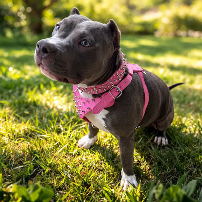Leather Dog Harness | Adjustable Spiked Harness for Dogs