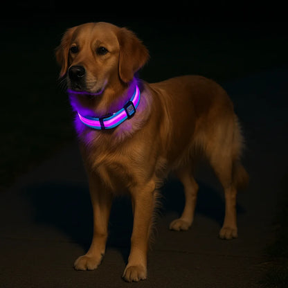 LED Hundehalsband mit USB – Für mehr Sichtbarkeit bei Nacht und Sicherheit beim Gassigehen
