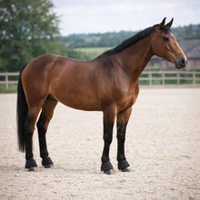 Horse Bell Boots | Impact Protection Bell Boots for Training & Equestrian Sports