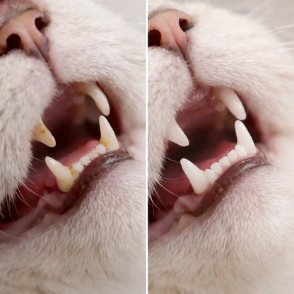 Cat Toy Dental Care with Catnip | Sisal Chew Toy