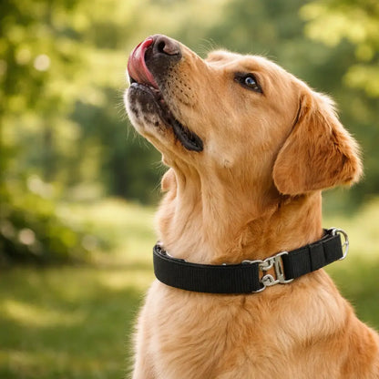 Adjustable Dog Training Collar with Metal Links