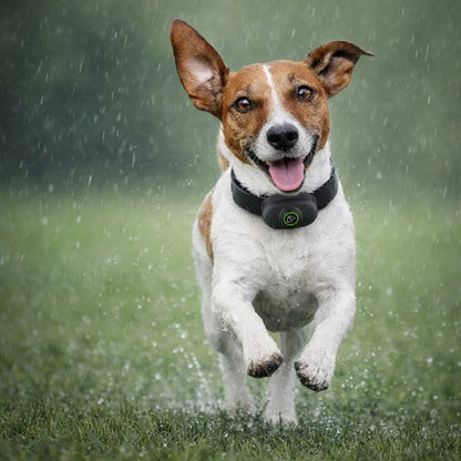 Anti-Bell Hunde Halsband mit Fernbedienung | Wasserdicht & USB