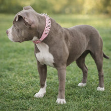 Leather Dog Collar with Studs & Spikes | Stylish & Durable