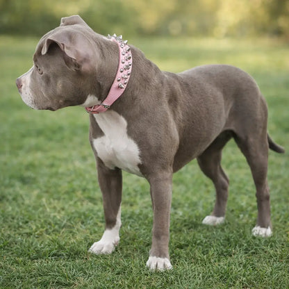 Leather Dog Collar with Studs & Spikes | Stylish & Durable