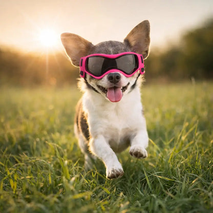 Dog goggles with UV protection – Against sun, wind & dust