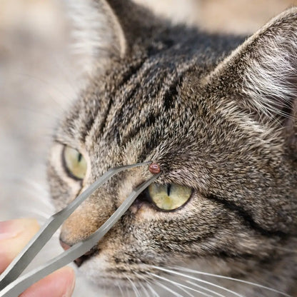 Enlève-tiques pour chat | Pince à tiques en acier inoxydable 2-en-1 de précision