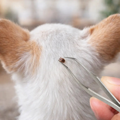 Zeckenzange Hund | Präzise Edelstahl Pinzette 2-in-1