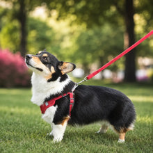 Dog harness with leash | adjustable, lightweight & safe