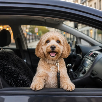 RideBuddy – Le siège auto premium pour voyages canins détendus
