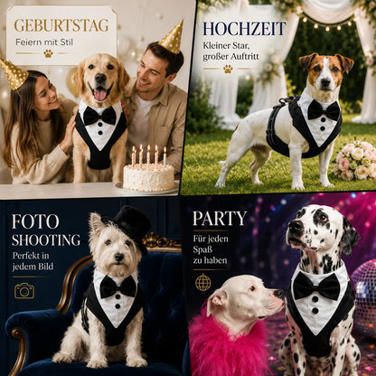 Elegantes_Hundegeschirr Anwendungsszenarien 