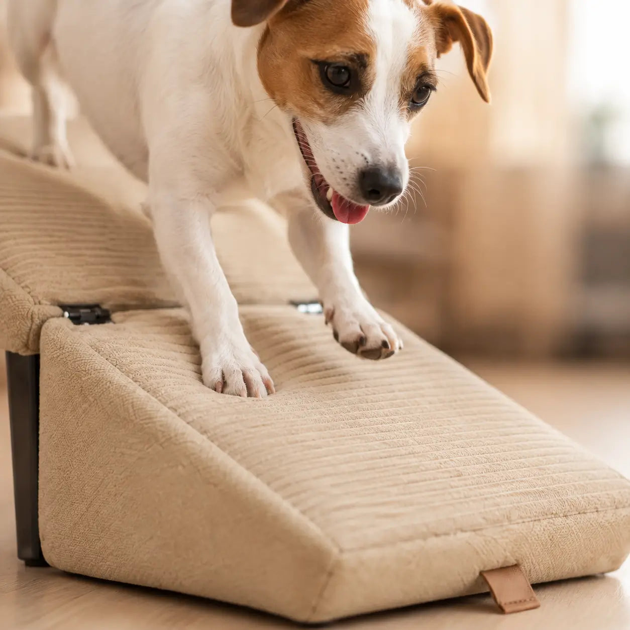 Faltbare Hundetreppe Lifestyle-Bild