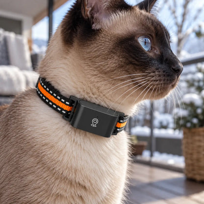 Katzenhalsband Hauptbild